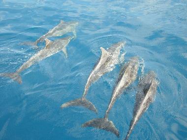 Apartamento de vacaciones en Sal Rei (Boa Vista)Casa de vacaciones