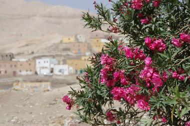 Apartamento de vacaciones en LOUXOR (Qina)Casa de vacaciones