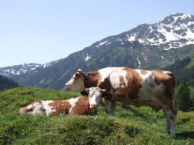 Apartamento de vacaciones en Wildschnau (Tiroler Unterland)Casa de vacaciones