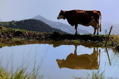 Apartamento de vacaciones en Wildschnau (Tiroler Unterland)Casa de vacaciones