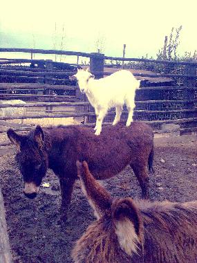 Apartamento de vacaciones en Tarquinia (Viterbo)Casa de vacaciones