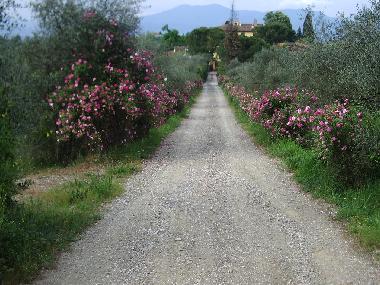 Cama y desayuno en Scandicci (Firenze) (Firenze)Casa de vacaciones