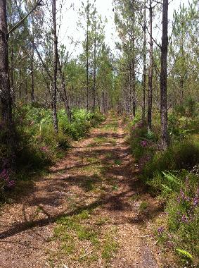 Casa de vacaciones en BOOS (Landes)Casa de vacaciones