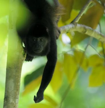 Casa de vacaciones en Puerto Viejo/Cocles (Limon)Casa de vacaciones