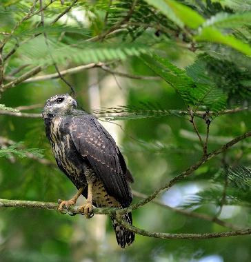 Casa de vacaciones en Puerto Viejo/Cocles (Limon)Casa de vacaciones