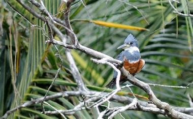 Casa de vacaciones en Puerto Viejo/Cocles (Limon)Casa de vacaciones