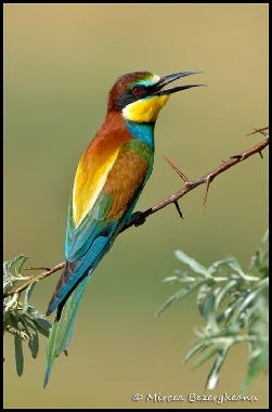 Casa de vacaciones en Somova (Tulcea)Casa de vacaciones