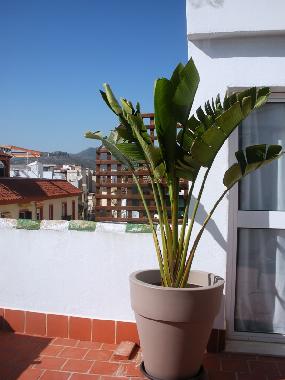 Apartamento de vacaciones en MALAGA (Mlaga)Casa de vacaciones