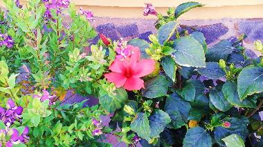 Apartamento de vacaciones en Rojales (Alicante / Alacant)Casa de vacaciones