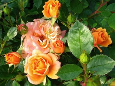 Apartamento de vacaciones en Stari Grad (Splitsko-Dalmatinska)Casa de vacaciones