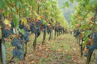 Casa de vacaciones en �entrupert (Trebnje)Casa de vacaciones