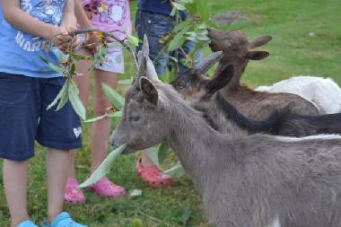 Apartamento de vacaciones en Pianello del Lario (Como)Casa de vacaciones