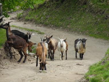 Apartamento de vacaciones en Pianello del Lario (Como)Casa de vacaciones