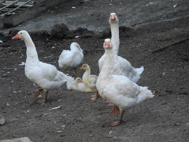 Apartamento de vacaciones en Pianello del Lario (Como)Casa de vacaciones