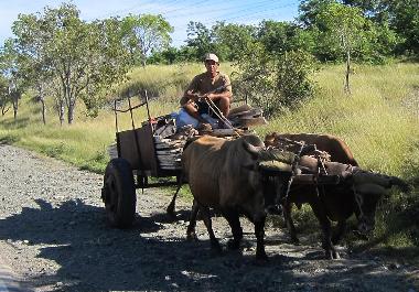 ESTAR�S EN CONTACTO CON EL CAMPO CUBANO Y SUS TRADICIONES.