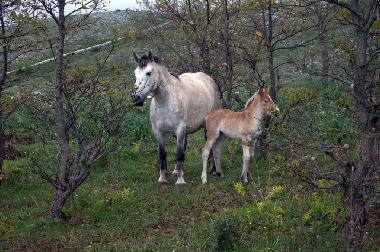 Cama y desayuno en San Marco in Lamis (Foggia)Casa de vacaciones