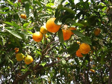 Casa de vacaciones en Denia (Alicante / Alacant)Casa de vacaciones