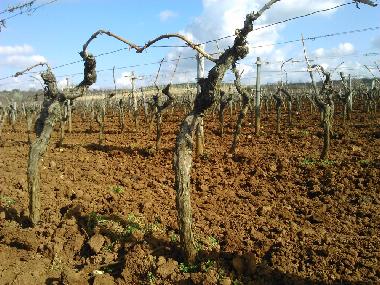 Apartamento de vacaciones en Vinjan (Istarska)Casa de vacaciones