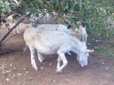 Apartamento de vacaciones en Cabras (Oristano)Casa de vacaciones