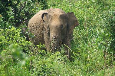 Casa de vacaciones en Habaraduwa (Galle)Casa de vacaciones