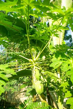 Casa de vacaciones en Habaraduwa (Galle)Casa de vacaciones