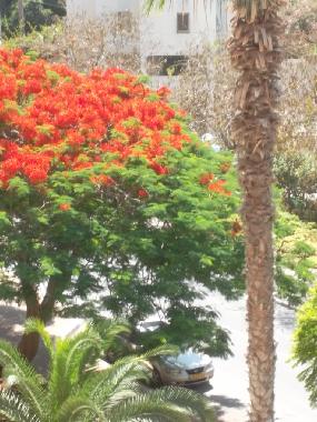 Apartamento de vacaciones en Netanya (HaMerkaz (Central))Casa de vacaciones