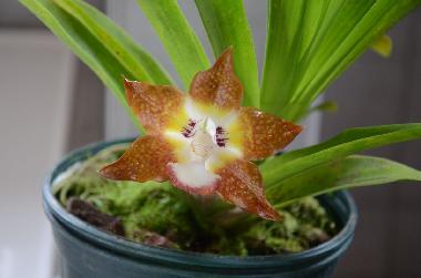 Casa de vacaciones en Turrialba (Cartago)Casa de vacaciones