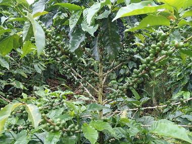 Casa de vacaciones en Turrialba (Cartago)Casa de vacaciones