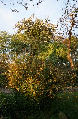 Casa de vacaciones en BRETTEVILLE DU GRAND CAUX (Seine-Maritime)Casa de vacaciones