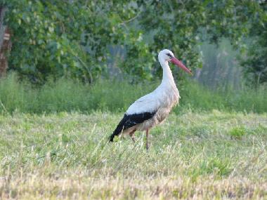 Casa de vacaciones en Bad Freienwalde (Mrkisch-Oderland)Casa de vacaciones