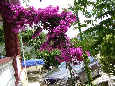 Apartamento de vacaciones en Mandre (Zadarska)Casa de vacaciones