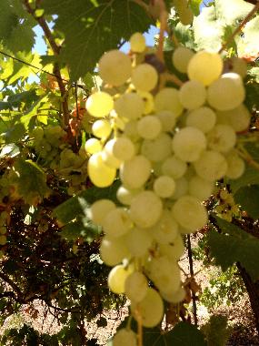 Villa en Manduria (Taranto)Casa de vacaciones