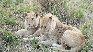 Casa de vacaciones en Hoedspruit (Mpumalanga)Casa de vacaciones