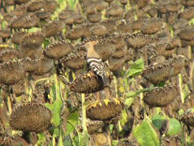 Villa en Botevo (Yambol)Casa de vacaciones