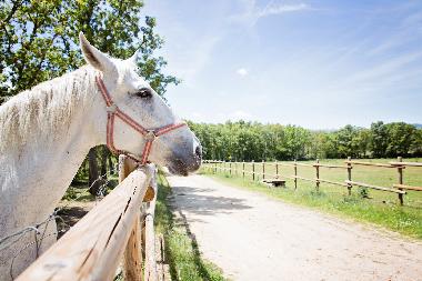 Apartamento de vacaciones en RABANAL DEL CAMINO (Len)Casa de vacaciones