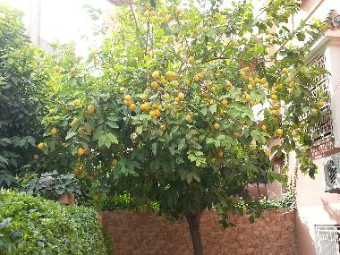 Apartamento de vacaciones en Marrakech (Marrakech)Casa de vacaciones