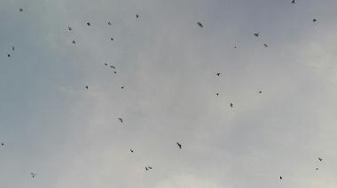 Casa de vacaciones en Anuradhapura (Anuradhapura)Casa de vacaciones