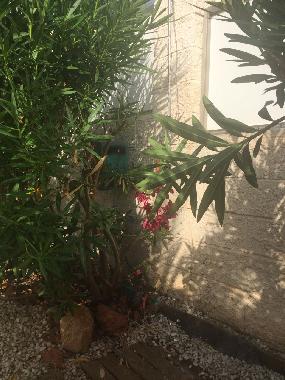 Villa en Benidorm (Alicante / Alacant)Casa de vacaciones