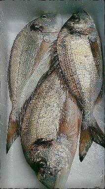 Apartamento de vacaciones en CHIPIONA (Cdiz) (Cdiz)Casa de vacaciones