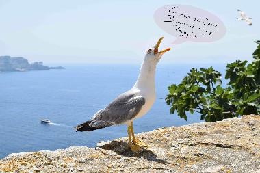 Apartamento de vacaciones en Santa Maria Poggio (Haute-Corse)Casa de vacaciones