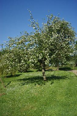 Casa de vacaciones en BRETTEVILLE DU GRAND CAUX (Seine-Maritime)Casa de vacaciones