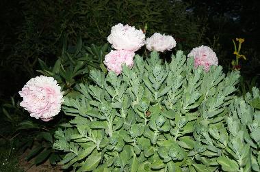 Casa de vacaciones en BRETTEVILLE DU GRAND CAUX (Seine-Maritime)Casa de vacaciones