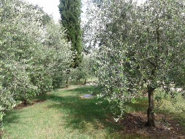 Apartamento de vacaciones en Colonnetta di Prodo Orvieto (Terni)Casa de vacaciones