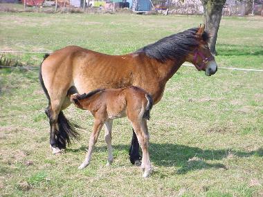 Casa de vacaciones en Nuthe-Urstromtal OT Berkenbr�ck (Teltow-Fl�ming)Casa de vacaciones