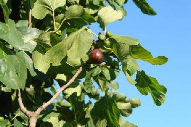 Casa de vacaciones en vila nova de cacela, portugal (Algarve)Casa de vacaciones