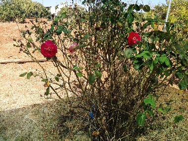 Casa de vacaciones en vila nova de cacela, portugal (Algarve)Casa de vacaciones