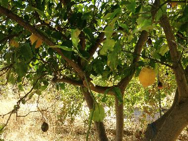 Casa de vacaciones en vila nova de cacela, portugal (Algarve)Casa de vacaciones