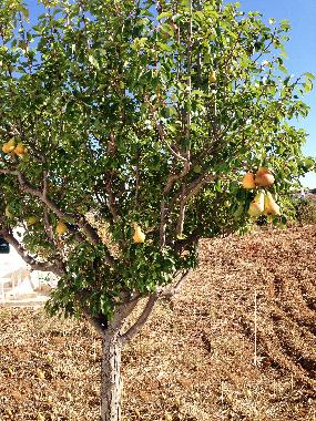 Casa de vacaciones en vila nova de cacela, portugal (Algarve)Casa de vacaciones