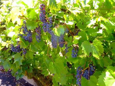 Casa de vacaciones en El Brakik El Khnafife (Taroudannt)Casa de vacaciones