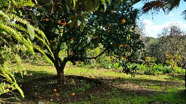 Elegante Villa vacacional del siglo XVIII en Muro. Mallorca.7